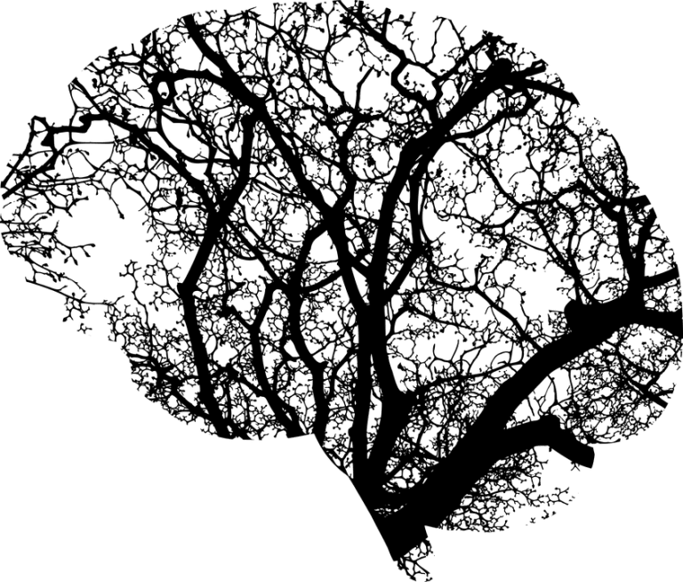 brain-2146817_960_720.png