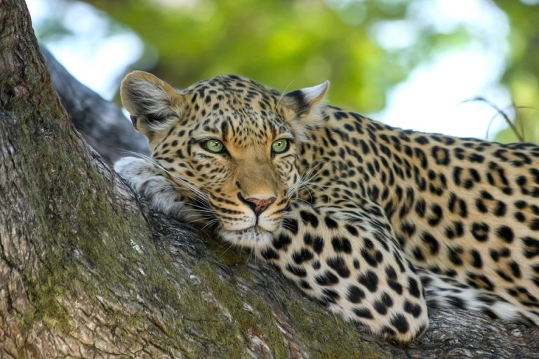 leopard-515509_960_720.jpg
