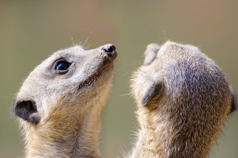 Adapting to the Modern World: How Cultures Evolve and Embrace Change