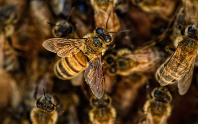 bees-4845211_960_720.jpg