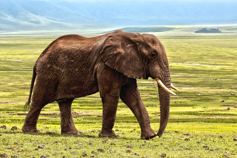 elephant-1421167_960_720.jpg