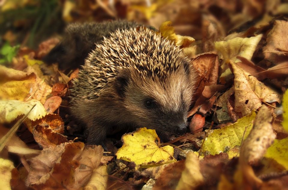 hedgehog-985315_960_720.jpg