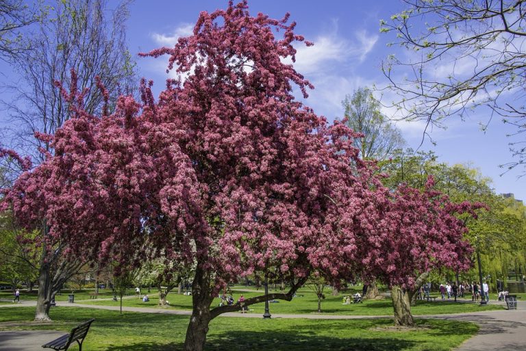 The Higgs Boson: Shedding Light on the Origins of Mass