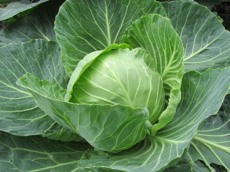 white-cabbage-2705228_960_720.jpg