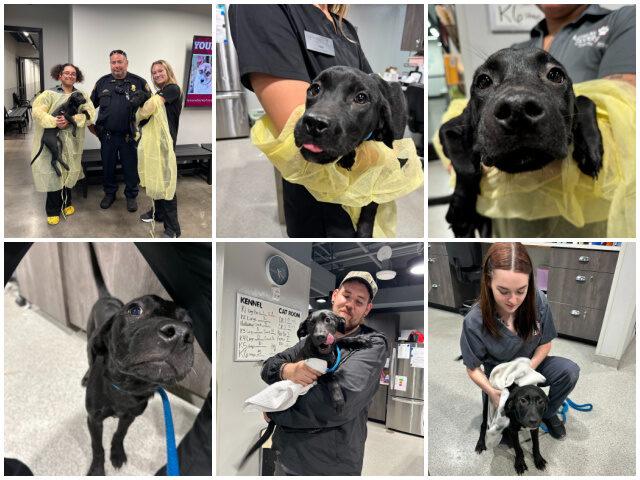 Heartwarming Rescue: Officers Save Four Puppies in Tampa Bay
