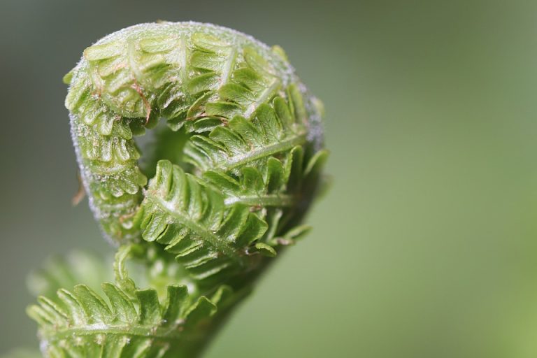 fern-7119343_960_720.jpg
