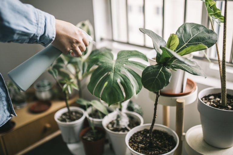 10 Best Indoor Plants Thriving in Low Light Conditions