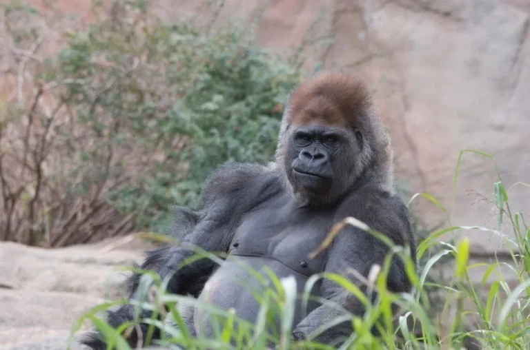 Gorilla Tragedy: Little Joe of St. Louis Zoo Passes Away After COVID Vaccine