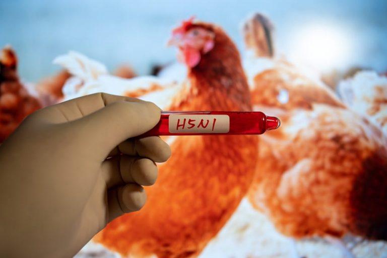 CDC Confirms Fourth Human Case of Bird Flu with 50% Mortality Rate