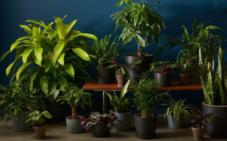 Low Light Indoor Plants