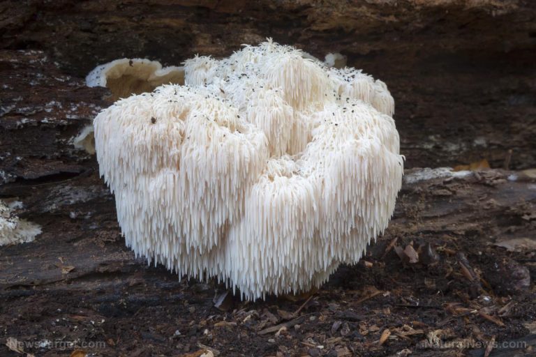 The Quiet Power of Lion’s Mane: Rediscovering an Ancient Mushroom for Brain Health