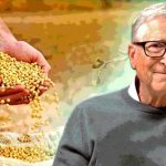 African farmer in maize field representing AGRA Africa farming results and the debate over Bill Gates-backed agricultural development